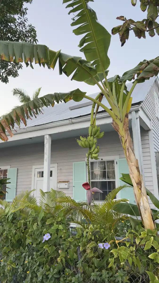 Classic Key West conch house with banana tree and tropical plants