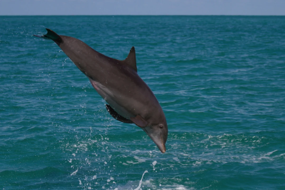 Honest Eco Tours in Key West